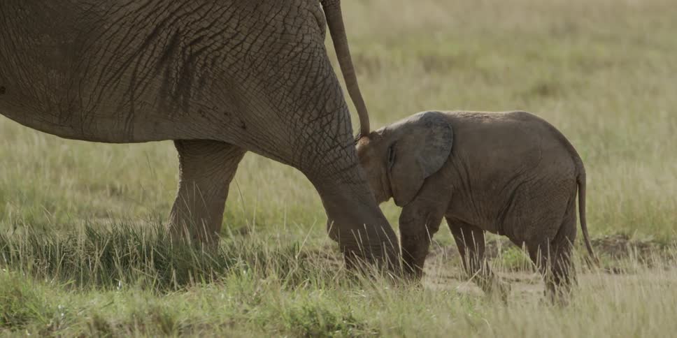 Adult and baby elephant walking through a field