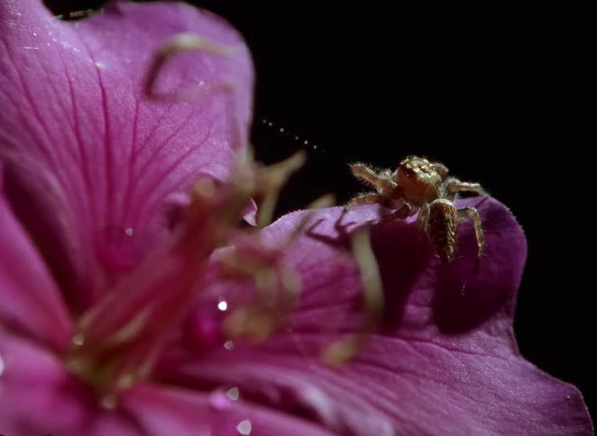 A compilation of macro shots shows a tiny jumping spider crawling on the delicate petals of a vibrant pink flower