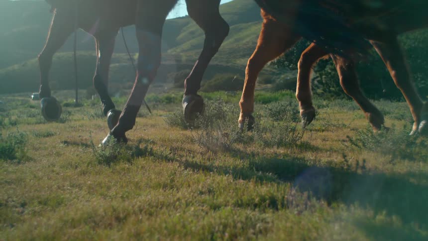 A horse gallops across a field on a sunny day