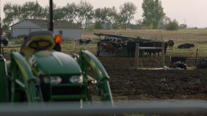 Cows are together on the grass