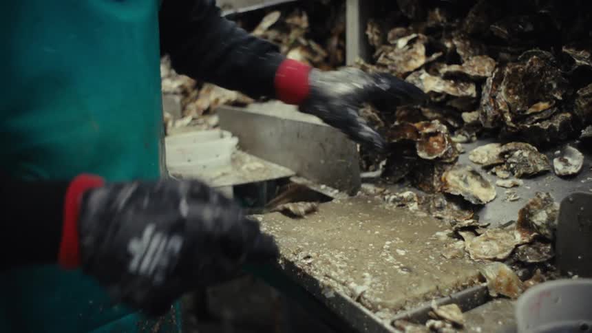 A worker in an apron and gloves expertly shucks and cleans fresh oysters at a seafood processing facility