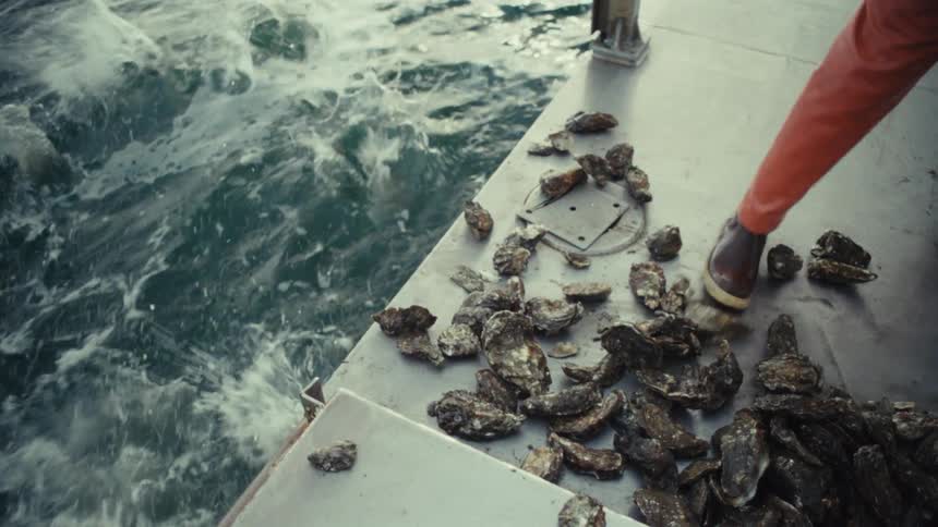 In slow motion, a fisherman shovels a pile of fresh oysters off the side of their boat and back into the churning ocean