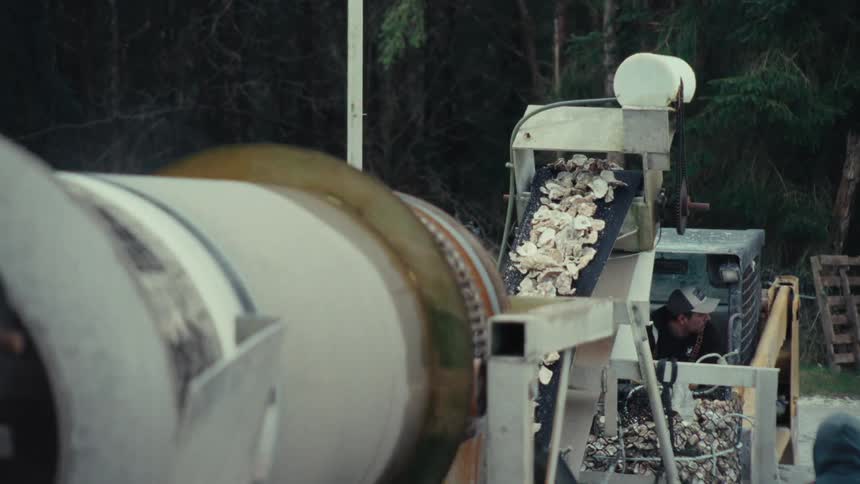 Oysters are sorted and cleaned using an industrial conveyor belt and tumbler at a seafood processing facility