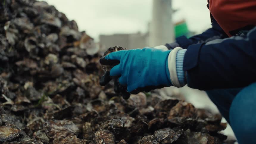 A worker's gloved hands inspect a fresh oyster from a pile of harvested shells