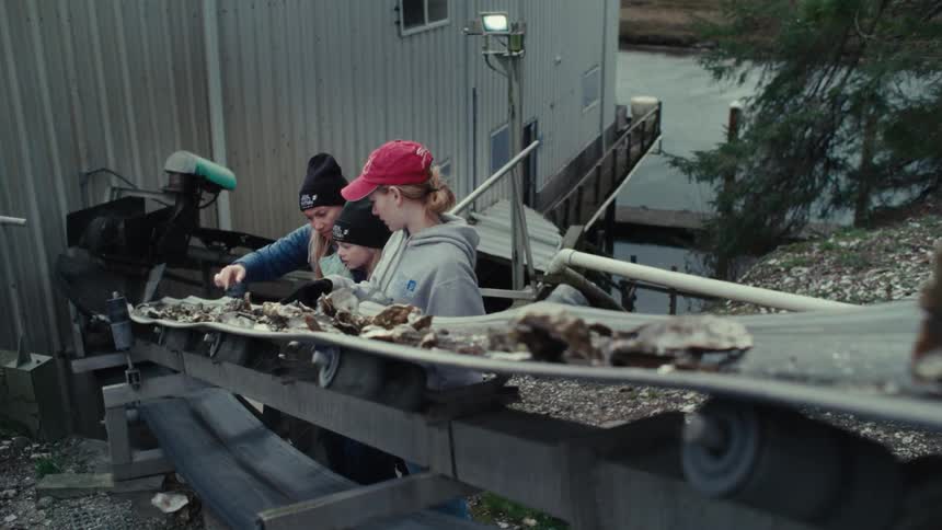 Three workers sort freshly harvested oysters on a conveyor belt at a seafood processing facility