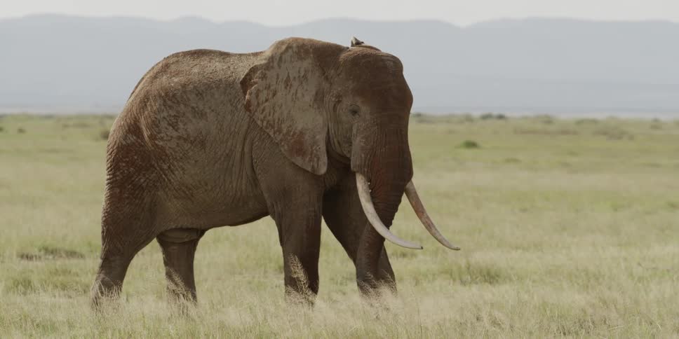 Elephant marching across the plains