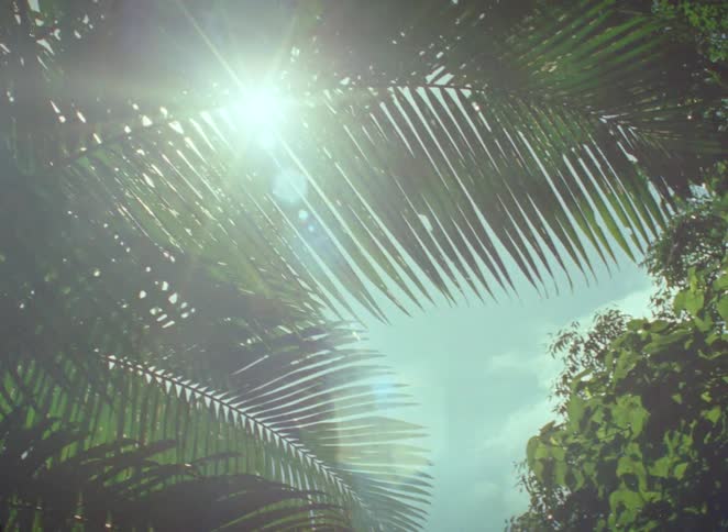 Bright sun flares through lush green palm fronds swaying gently against a blue sky