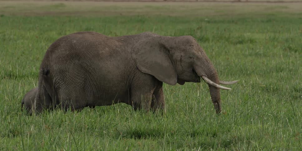 Elephants grazing in a grassy area