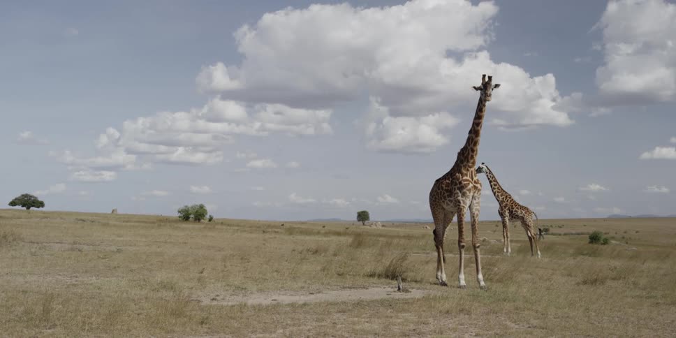 Two giraffes on the savannah
