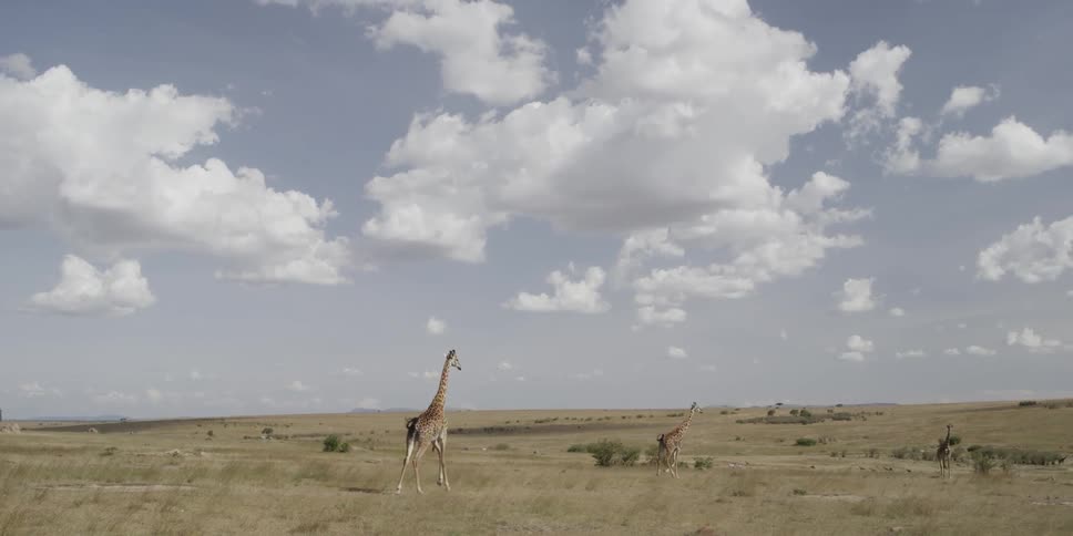 Giraffes galloping in the savanna