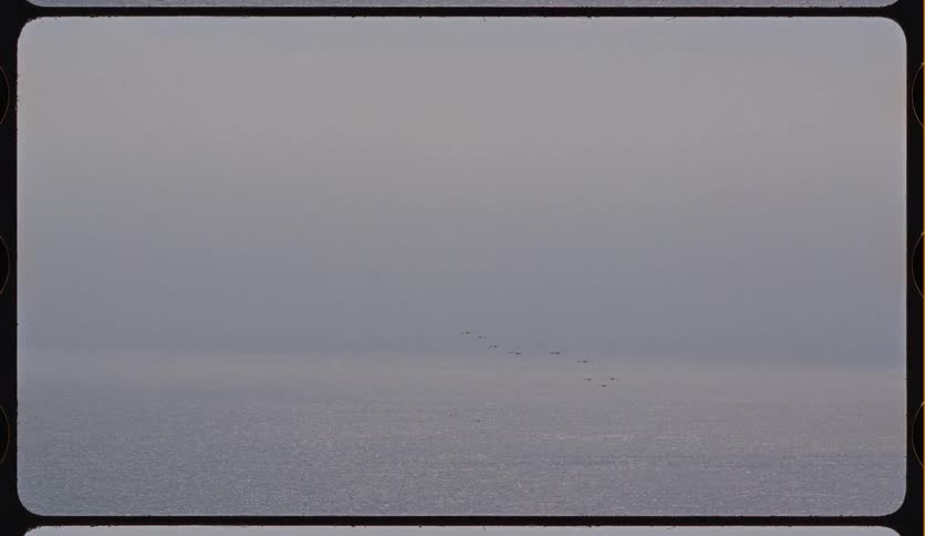 Vintage 8mm film captures a serene scene of birds migrating over a tranquil, misty sea, as a person watches from the foreground