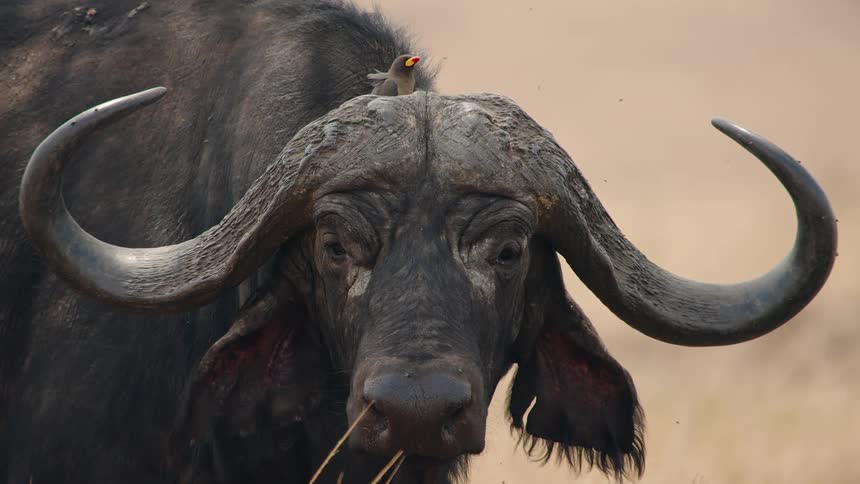 A close-up of a massive African Cape buffalo chewing grass while a Red-billed oxpecker bird rests on its head