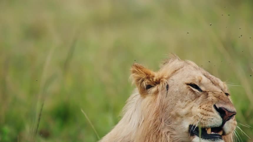 A sleepy male lion in the African savanna gives a big yawn and then stretches on his back in slow motion