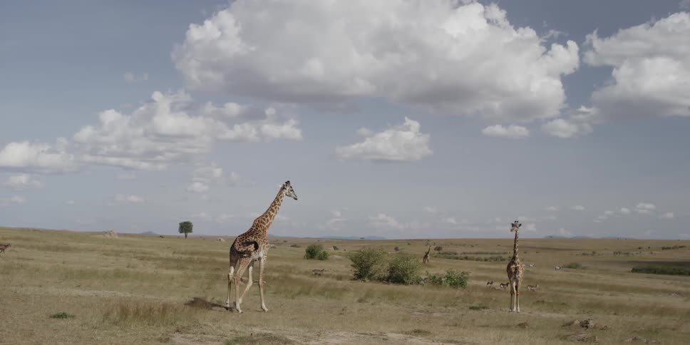 Larger giraffe approaching a smaller one standing on an open plain