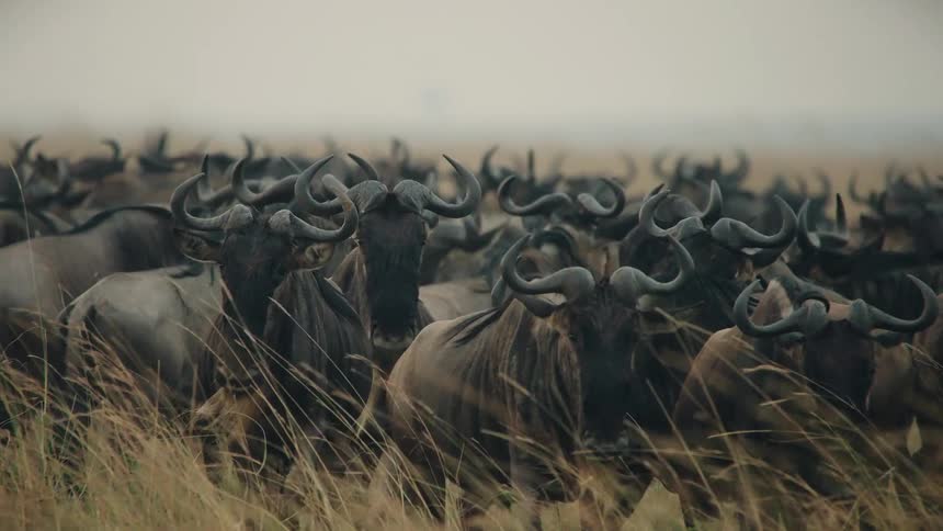 A huge herd of wildebeest stand together in the tall savanna grass as birds fly overhead in slow motion
