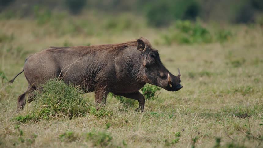 A wild warthog grazes in a grassy field before running across the African savanna in slow motion, its tail held high