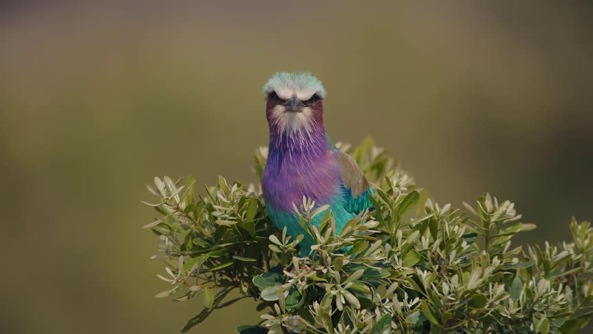 A stunningly colorful Lilac-breasted Roller perches atop a leafy green bush, calmly observing its surroundings