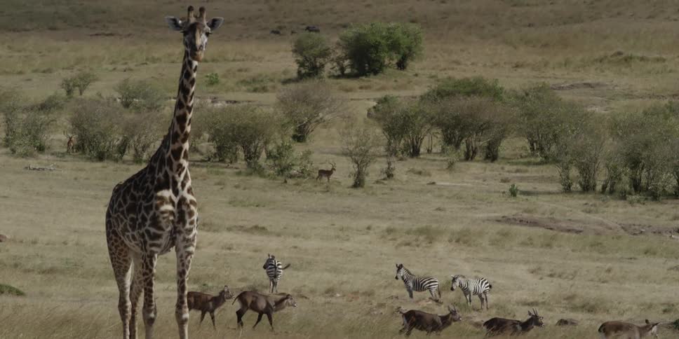 Many different animals walking through the savannah