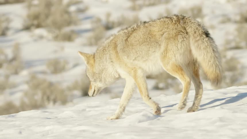 A lone coyote cautiously walks through the deep snow on a bright, sunny winter day