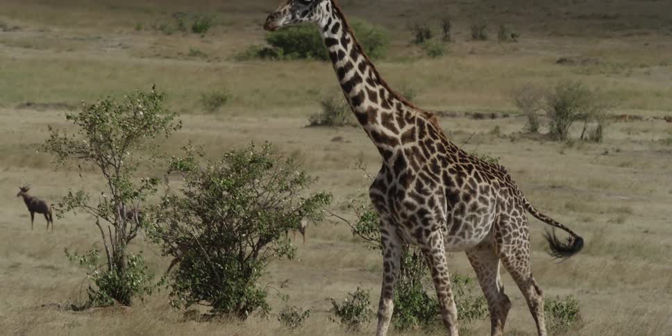 Giraffe running through tall grass
