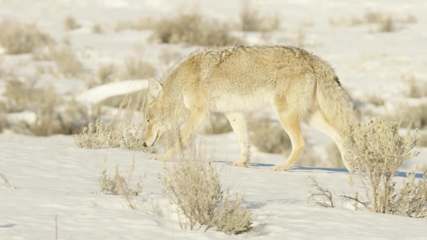 A lone coyote carefully walks through a vast snowy landscape in slow motion on a bright winter day