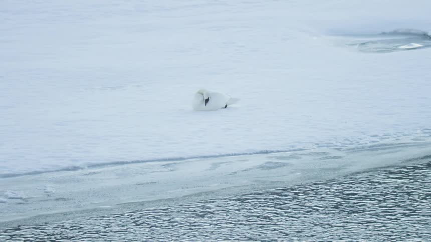 A lone white swan rests on a snowy bank beside a partially frozen, icy river in winter