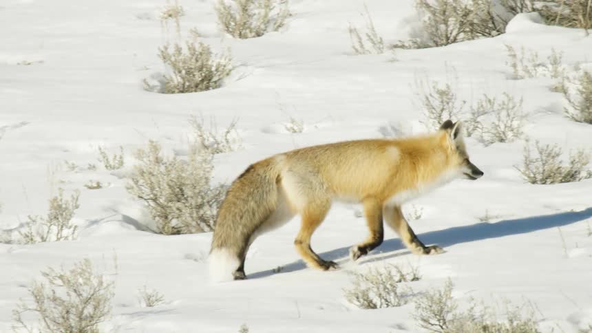 A red fox gracefully makes its way through a snowy sagebrush field in beautiful slow motion