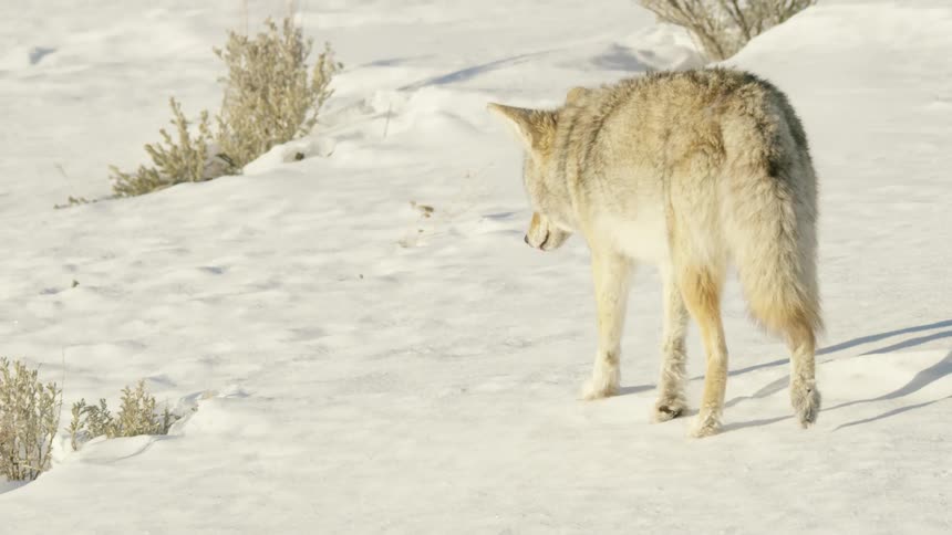 A wild coyote walks cautiously through the deep snow in slow motion on a bright winter day