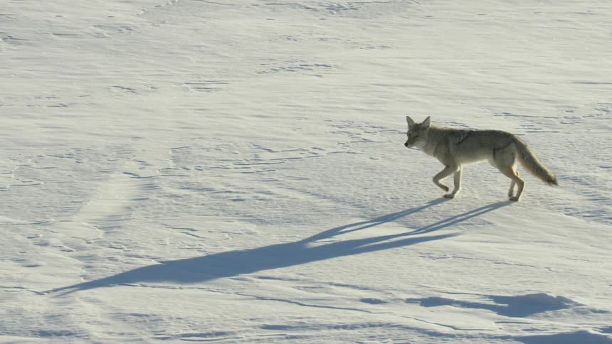 A lone coyote trots gracefully in slow motion across a vast, snowy landscape, casting a long shadow in the sun