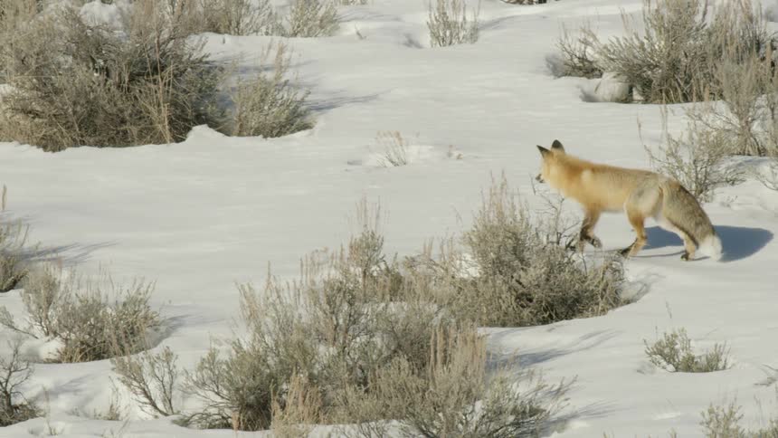 A beautiful red fox walks through a snowy landscape dotted with sagebrush in slow motion on a sunny winter day