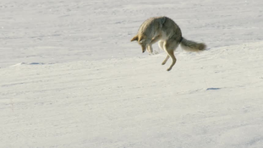 In stunning slow motion, a wild coyote leaps into the air and pounces headfirst into the snow to hunt for its prey