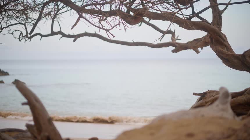 A tranquil and static shot of a calm ocean is framed by a gnarled tree and driftwood on a quiet beach