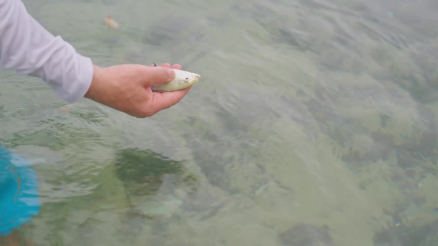 A fisherman carefully removes a hook and releases a small fish back into the clear ocean water in slow motion