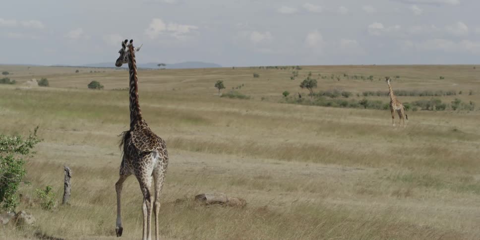 Giraffe running in the savanna