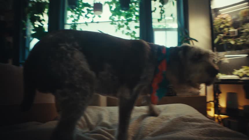 A shaggy dog with a bandana walks on a couch in slow motion and sniffs the camera before lying down