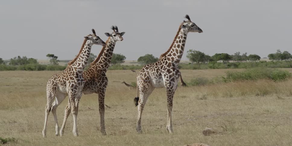 Giraffes standing on the savanna