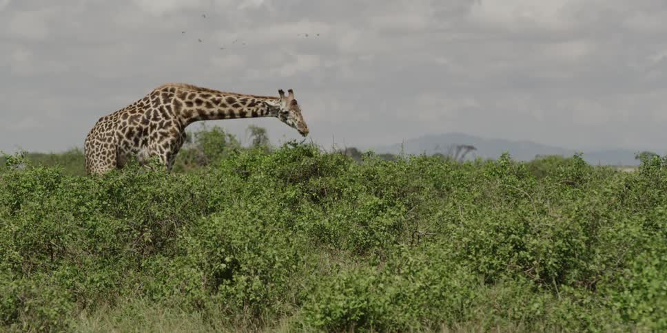 A giraffe eats from the top of a tree