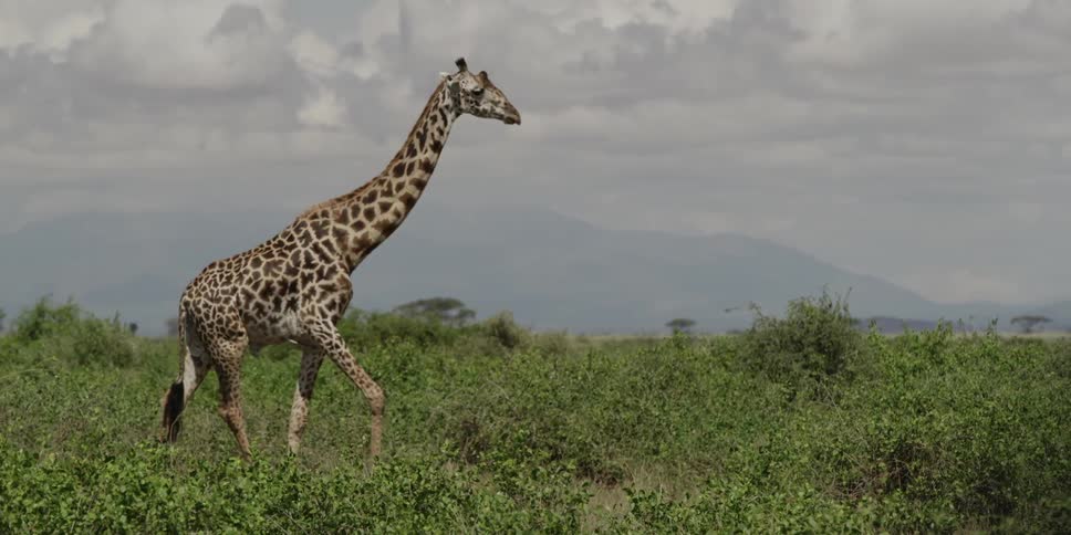 Giraffe running through tall grass