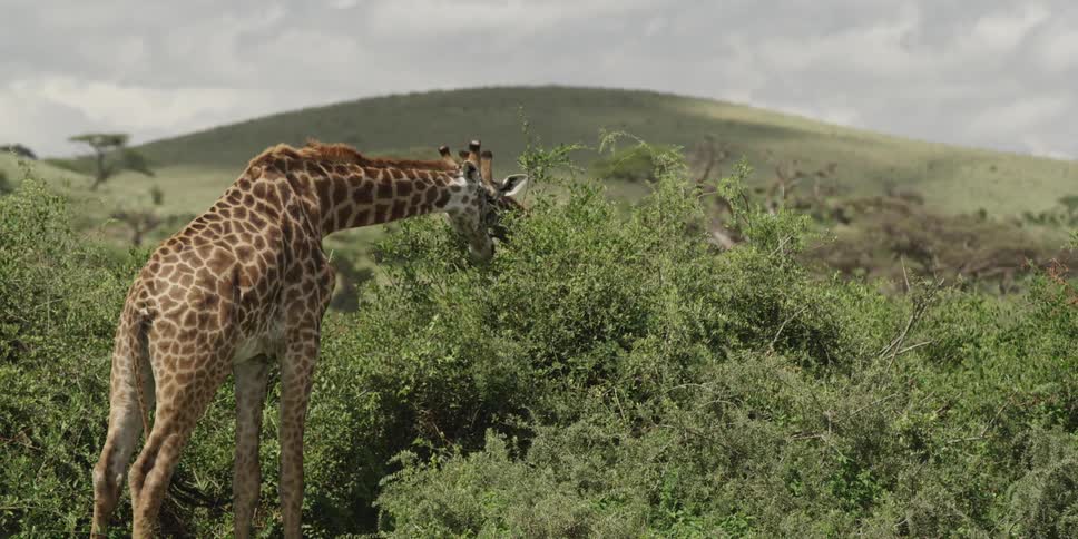 Two giraffes munching on leaves
