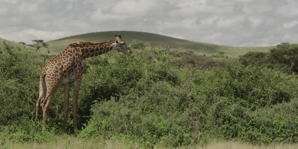 Giraffe grazing on shrub leaves