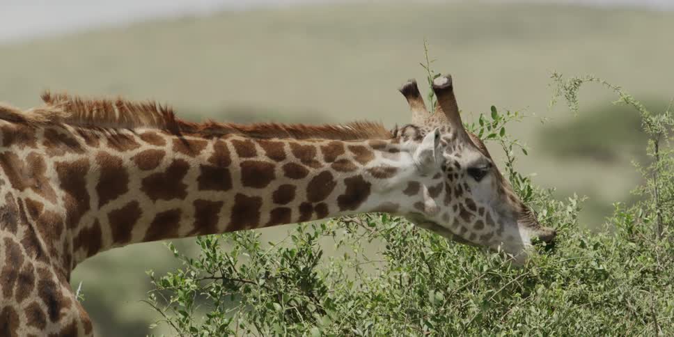 Giraffe grazing on shrub leaves
