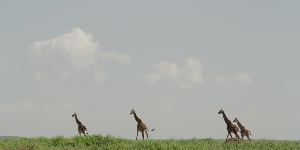 Giraffes walking across the savanna
