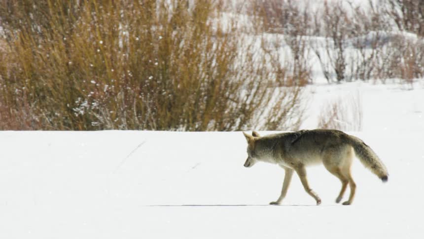 A coyote walks steadily through a bright, snow-covered landscape with bushes in the background