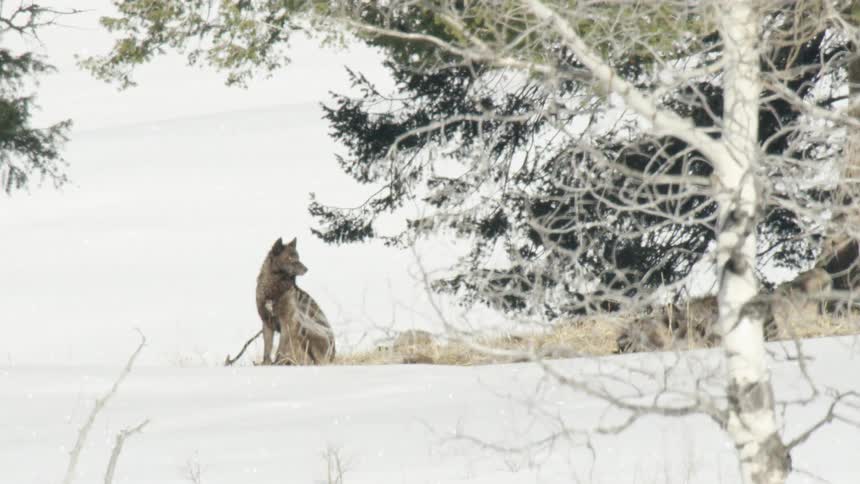 A gray wolf sits attentively in a snowy forest landscape, keeping watch