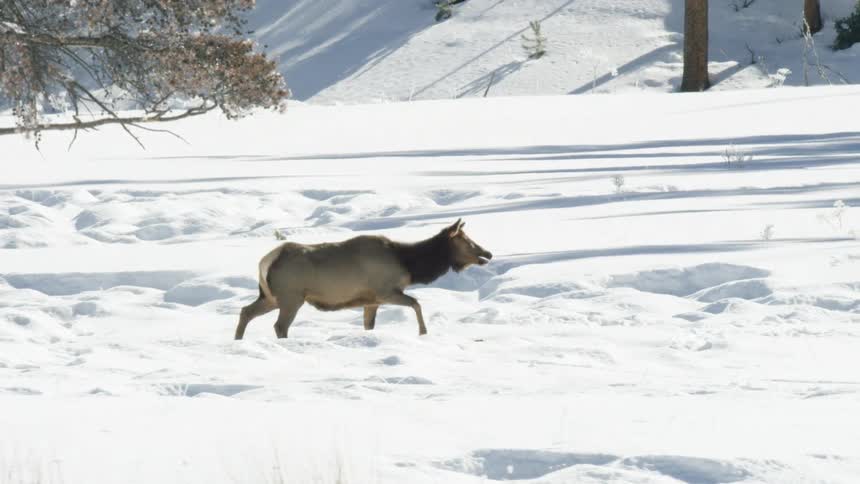 Slow motion side view of a wild elk walking through a deep snowy field on a bright winter day