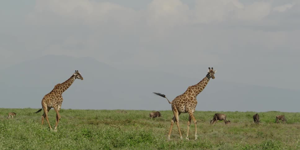 Giraffes walking through a field