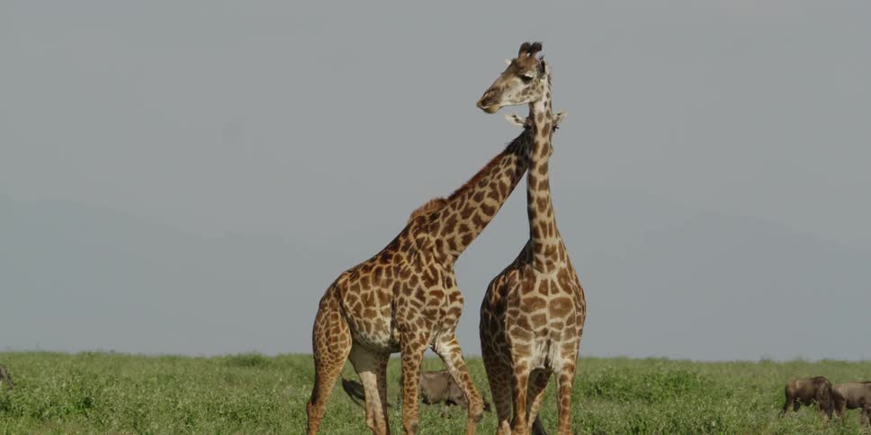 Two giraffes on the savannah