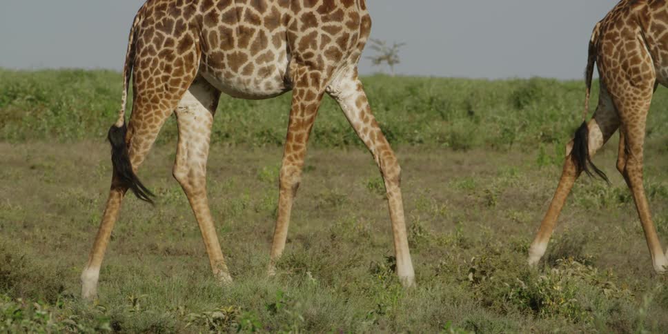 Giraffes walking through a field