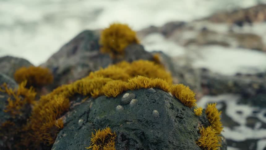 Vibrant yellow seaweed and limpet shells cling to a dark coastal rock as gentle waves wash in the background