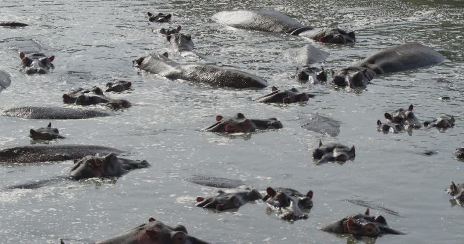 Hippos submerged in a large body of water